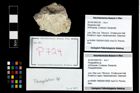 Foto (Objekt + Etikett) von Paragalathea sp.  (NHMW-GEO-2014-0194-0729)